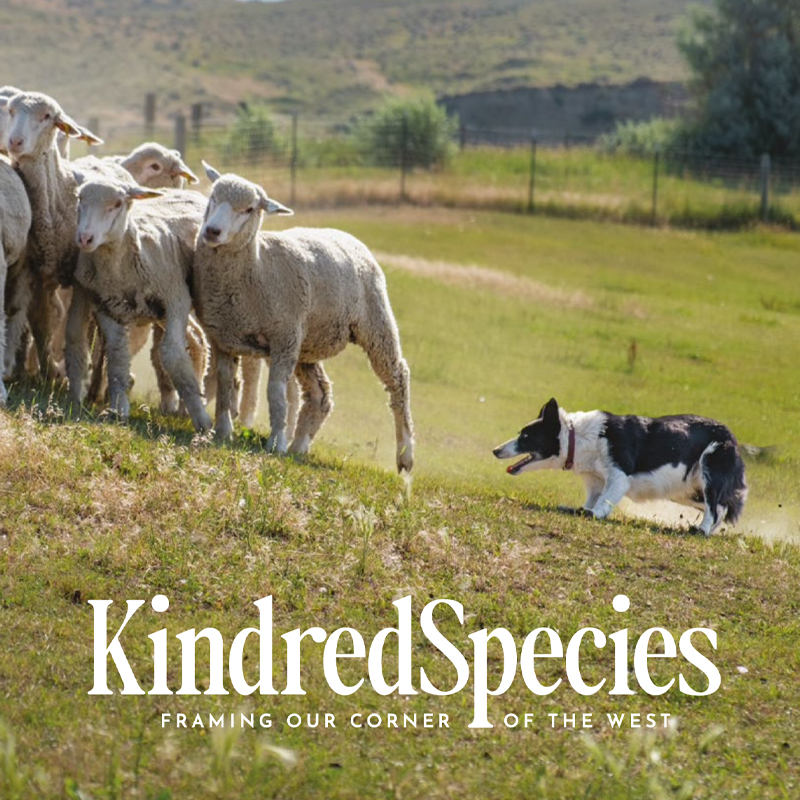 Kindred Species DIGITAL Vol 1 | Issue  2