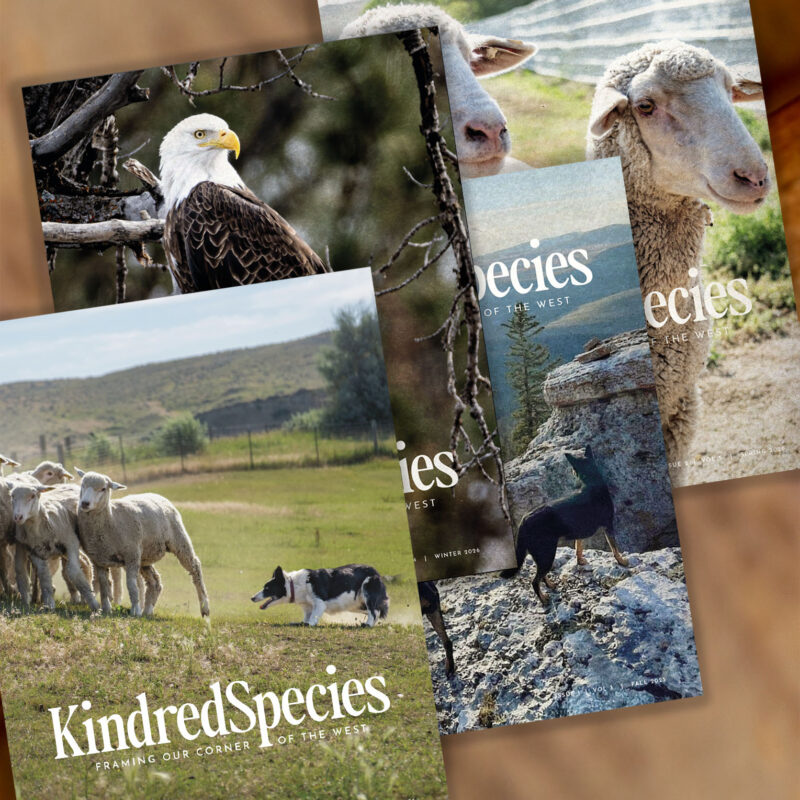 ANNUAL Kindred Species Subscription
